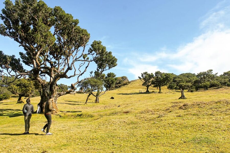 Funchal: Enchanted Terraces, Porto do Moniz & Fanal 4WD Tour - Key highlights worth planning around