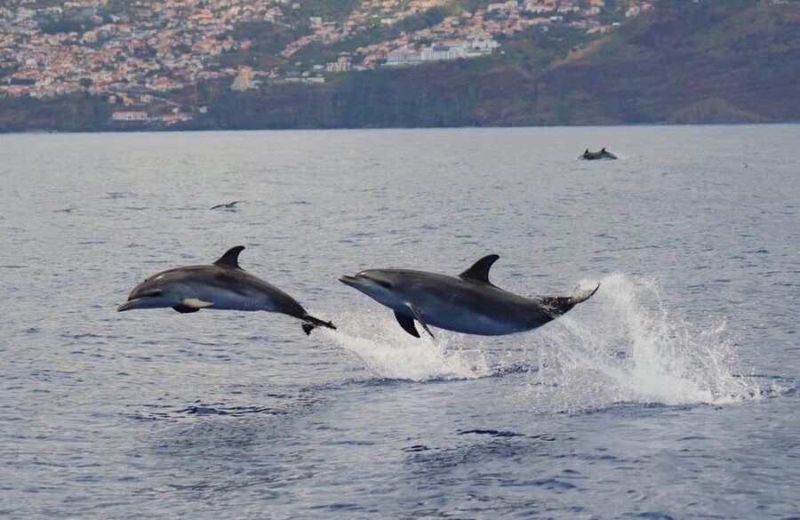 Funchal: Guarantee Wild Dolphin&Whale Watching by RIB - Should you book this dolphin and whale watching tour from Funchal?