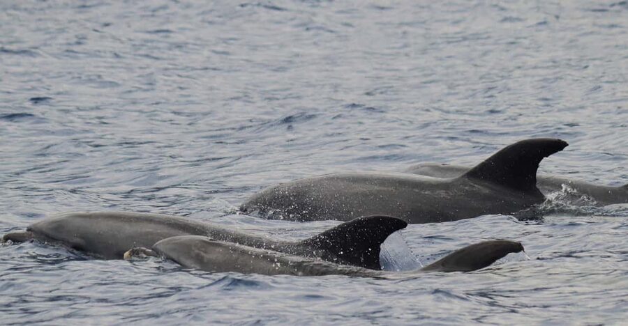 Funchal: Guarantee Wild Dolphin&Whale Watching by RIB - Funchal RIB dolphin and whale watching, built for close encounters