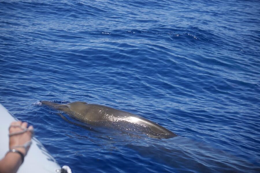 Funchal: Guarantee Wild Dolphin&Whale Watching by RIB - Wildlife odds, plus the reality of animal behavior