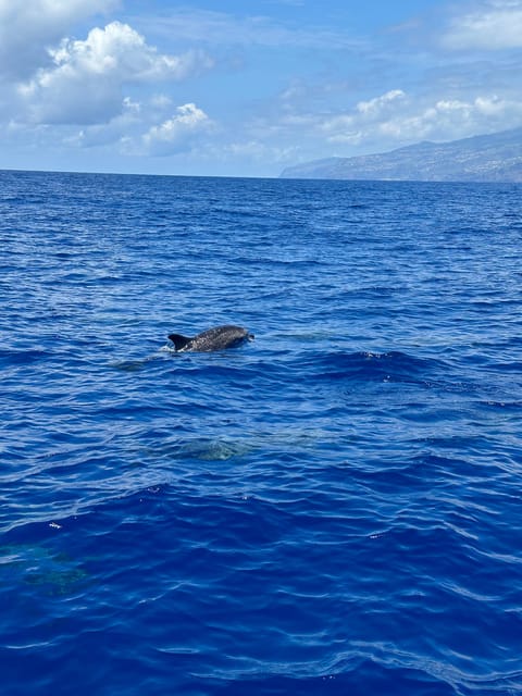Funchal: Guarantee Wild Dolphin&Whale Watching by RIB - Cabo Girao cliff stop: a scenic payoff between searches