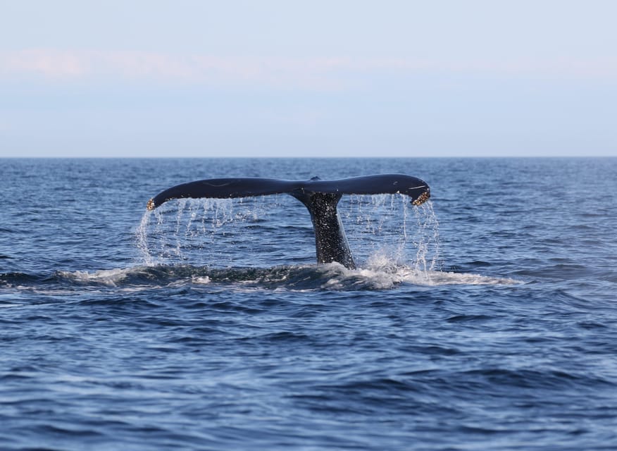 Funchal: Guarantee Wild Dolphin&Whale Watching by RIB - Price and value: is $70 worth it?