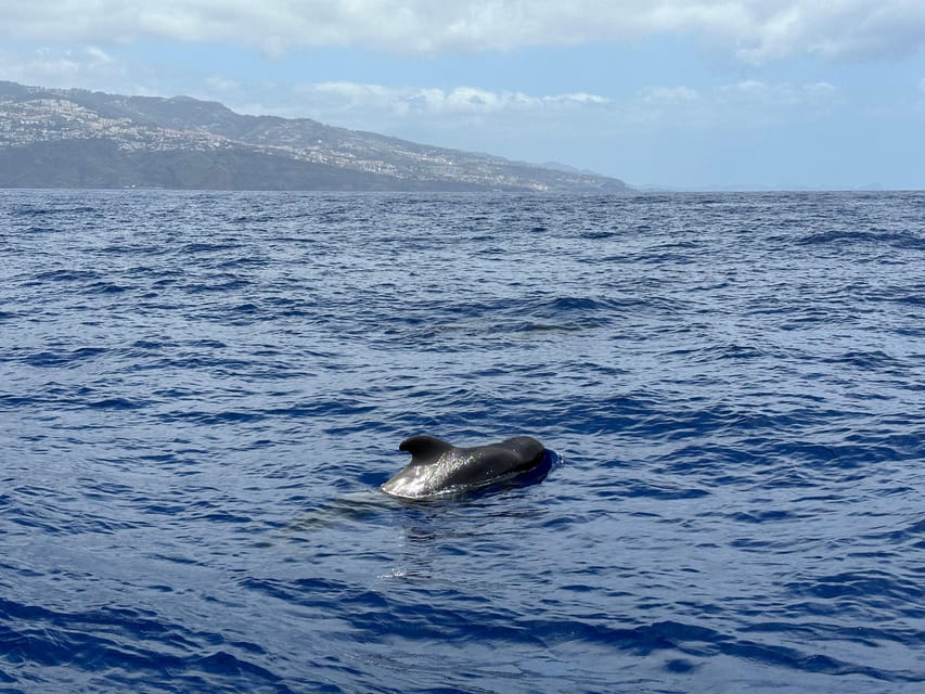 Funchal: Guarantee Wild Dolphin&Whale Watching by RIB - Who should book this RIB tour from Funchal?