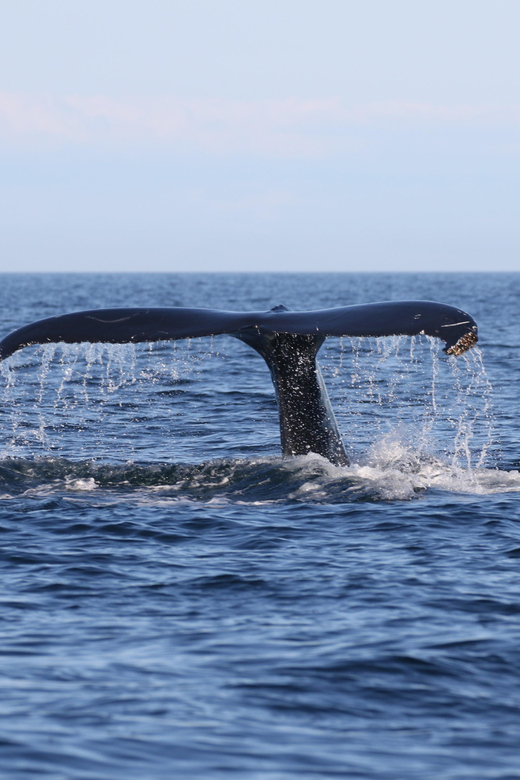 Funchal: Guarantee Wild Dolphin&Whale Watching by RIB - What to pack for windy sea air, plus a quick sea-sickness strategy