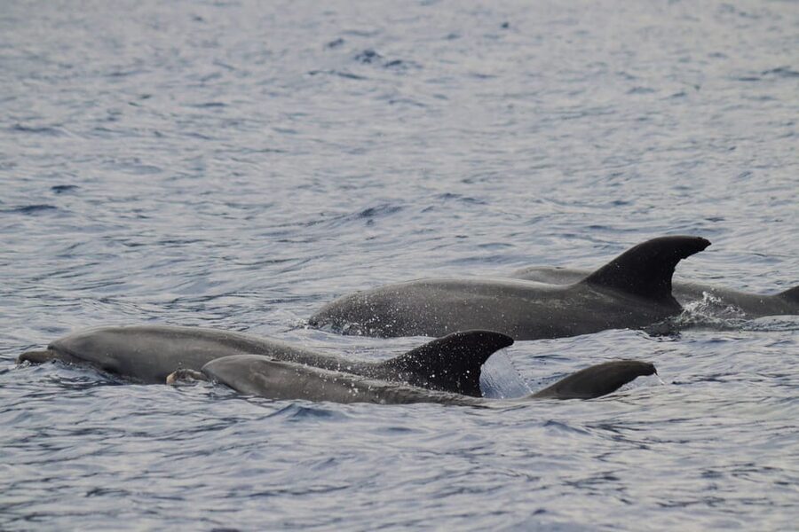 Funchal: Guarantee Wild Dolphin&Whale Watching by RIB - The 2.5 hour rhythm: boarding, briefing, open-ocean search, back to the marina
