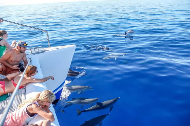 Funchal:Hop-on Hop-off Bus & Whale & Dolphin boat Excursion - Catamaran whale and dolphin time, plus the check-in that matters