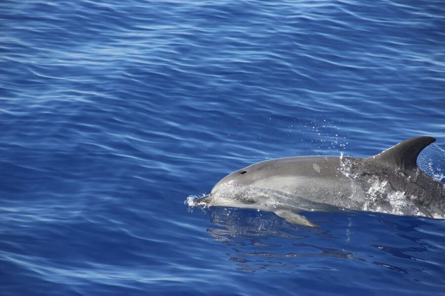 Funchal:Hop-on Hop-off Bus & Whale & Dolphin boat Excursion - Pricing and value: is this $54 per person a good deal