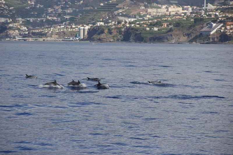 Funchal:Hop-on Hop-off Bus & Whale & Dolphin boat Excursion - A few logistics that can trip you up (and how to avoid it)