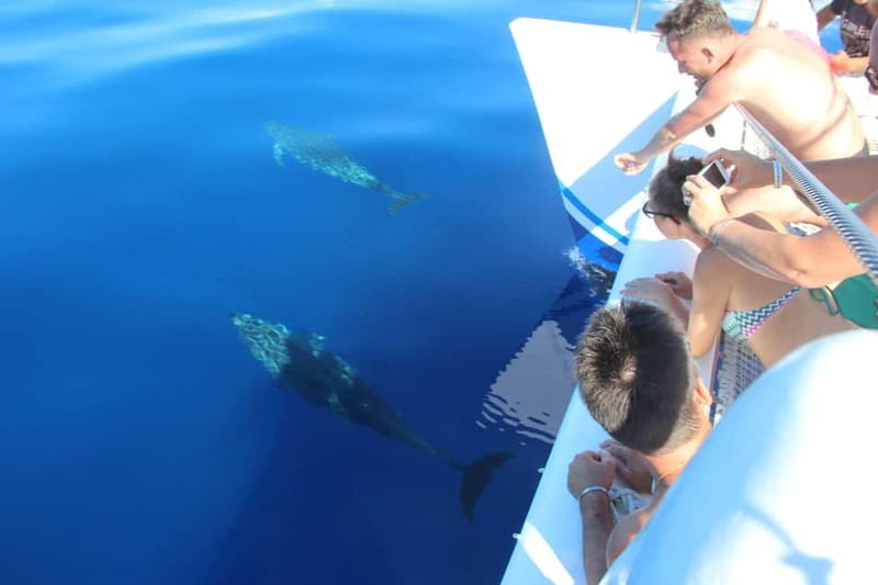 Funchal:Hop-on Hop-off Bus & Whale & Dolphin boat Excursion - Should you book this tour?