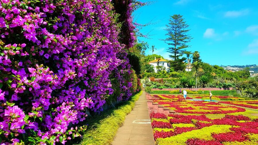 Funchal: Madeira Botanical Garden Tuk-Tuk Tour + Old Town - Natural history museum access: a small add-on with real payoff