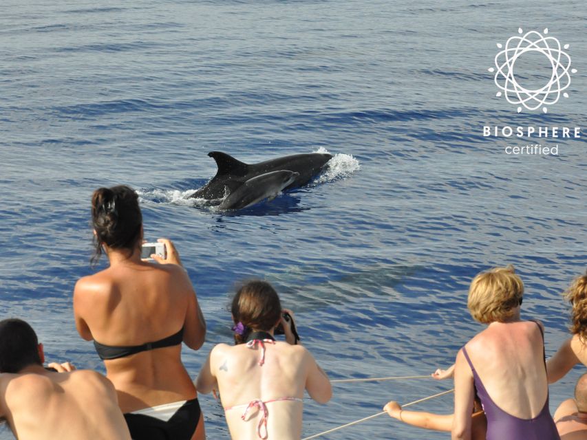 Funchal: Pico Arieiro, Cristo Rei and Dolphins Watching - Timing and logistics: pickup, no drop-off, and where your day ends