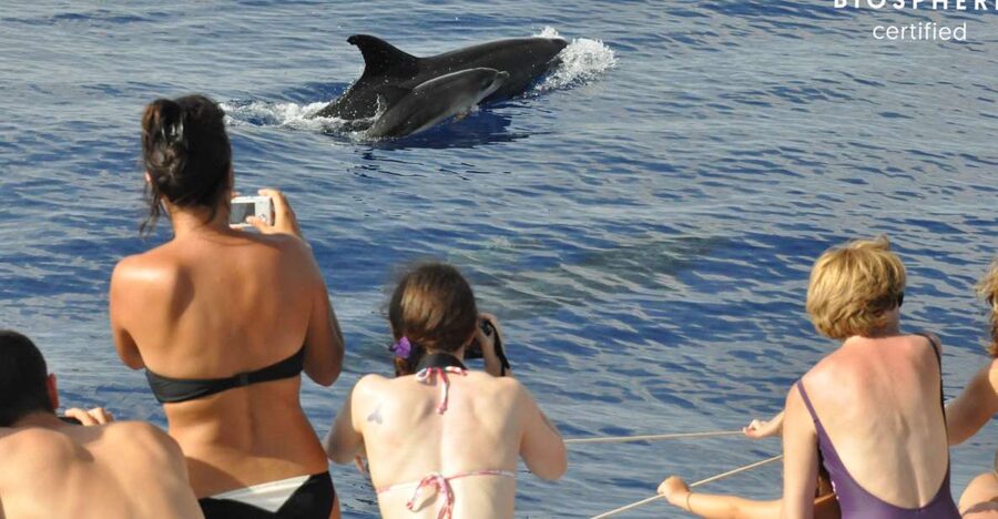 Funchal: Pico Arieiro, Cristo Rei and Dolphins Watching - The scenery shift: from high peaks to the interior roads