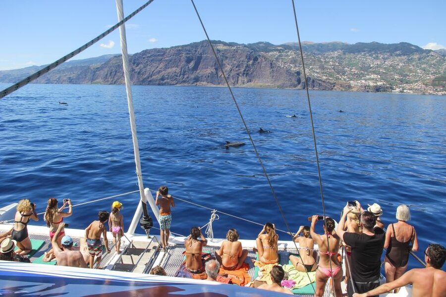 Funchal: Pico Arieiro, Cristo Rei and Dolphins Watching - From Marina do Funchal to the catamaran: dolphinate odds, not guarantees