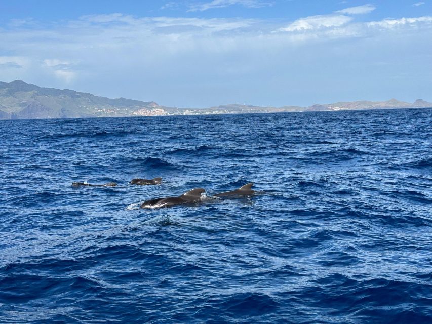 Funchal: RIB Whale Watching Cruise and Optional Dolphin Swim - Entering Funchal aboard a small-group RIB, with real safety first
