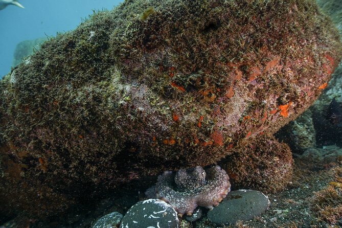 Funchal: Scuba Diving Experience for Beginners - Key things to know before you go