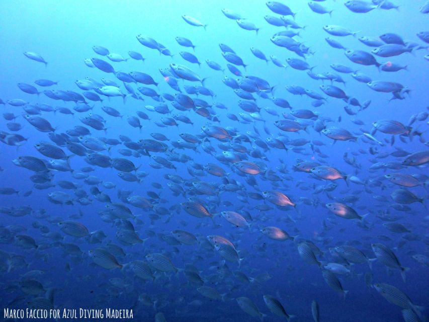Funchal: Scuba Diving Experience for Beginners - Practical tips to make your session smoother