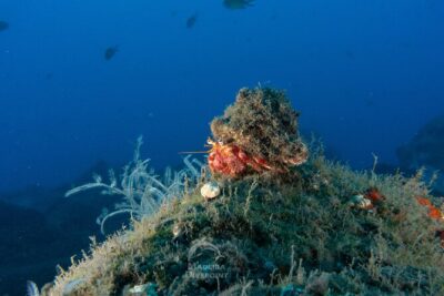 Scuba Diving Experience for Beginners