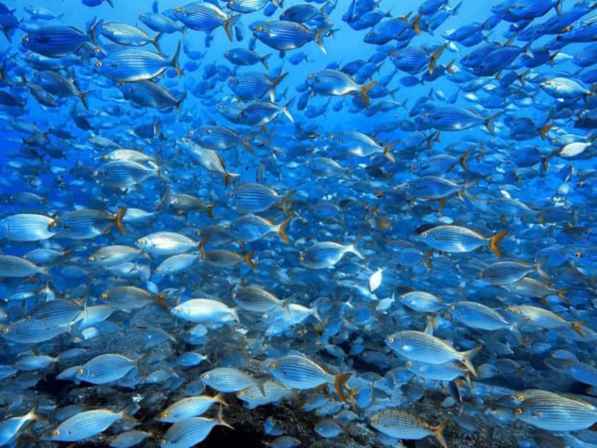 Funchal: Scuba Diving Experience for Beginners - Marine life in Madeira: what you might actually see