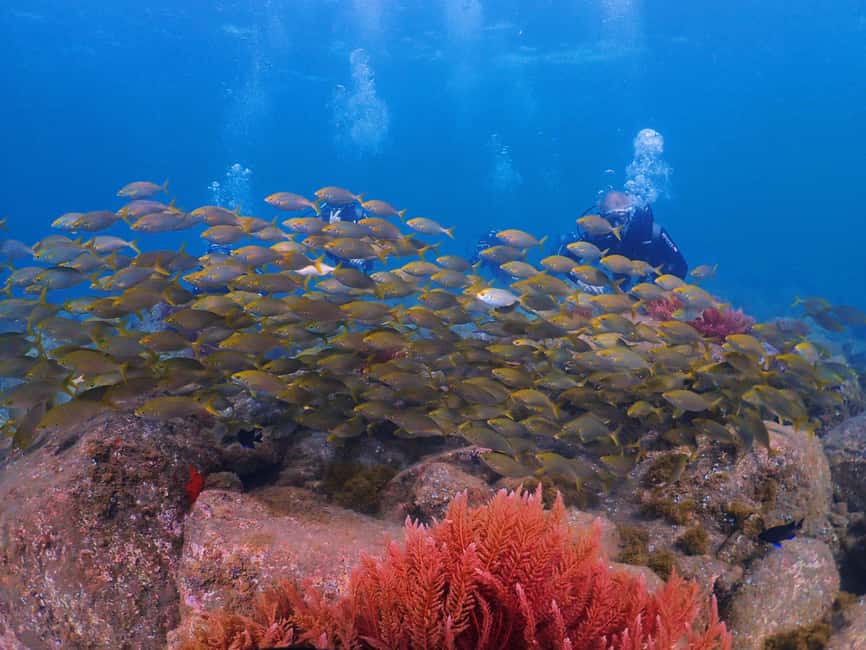 Funchal: Scuba Diving Experience for Beginners - Price and value: what $53 buys you in real terms
