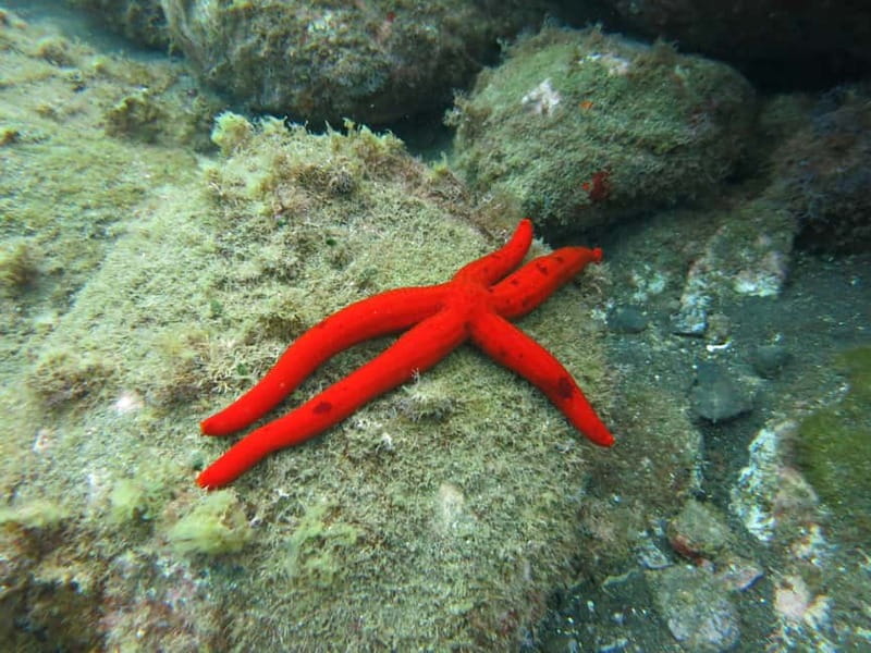 Funchal: Snorkeling Adventure in Eco-Park / Shore or by Boat - Key Points That Matter Before You Go