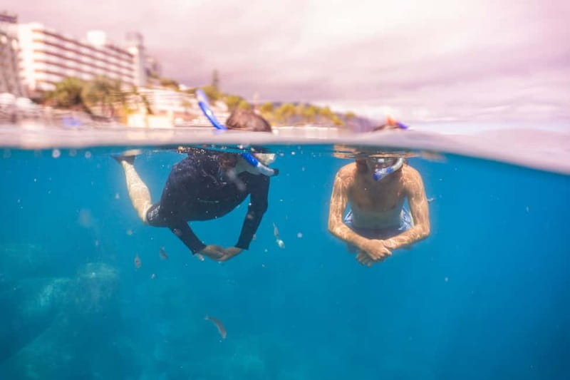 Funchal: Snorkeling Adventure in Eco-Park / Shore or by Boat - Funchal Snorkeling in Madeira: The View You Get From Underwater