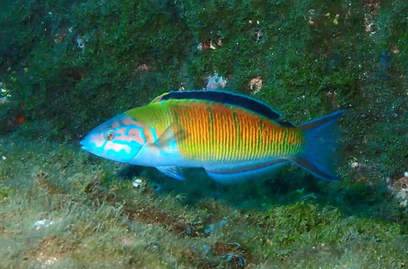 Funchal: Snorkeling Adventure in Eco-Park / Shore or by Boat - Warmth and Comfort: Wetsuits, Cold Water, and Easy Access