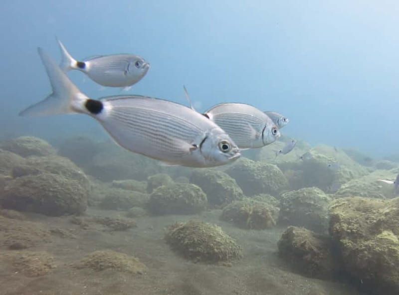 Funchal: Snorkeling Adventure in Eco-Park / Shore or by Boat - Price and Value: Why $17 for 2 Hours Makes Sense