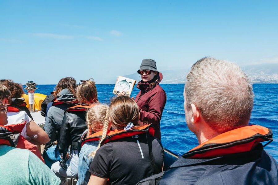 Funchal: Whale and Dolphin Watching Speed Boat Tour - Key things to know before you go