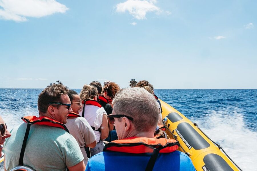Funchal: Whale and Dolphin Watching Speed Boat Tour - Price and value: what $56 buys you on the water