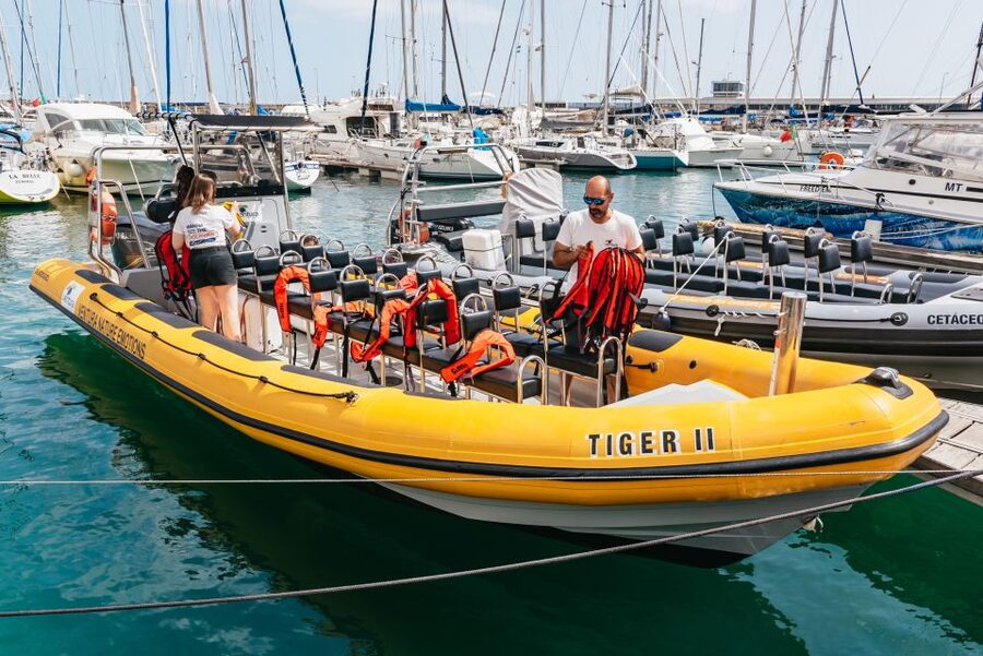 Funchal: Whale and Dolphin Watching Speed Boat Tour - Why Madeira wildlife watching is better at speed