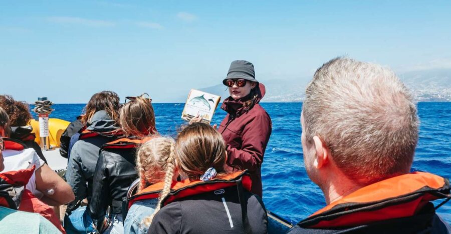 Funchal: Whale and Dolphin Watching Speed Boat Tour - The 2.5-hour structure, what happens in real time