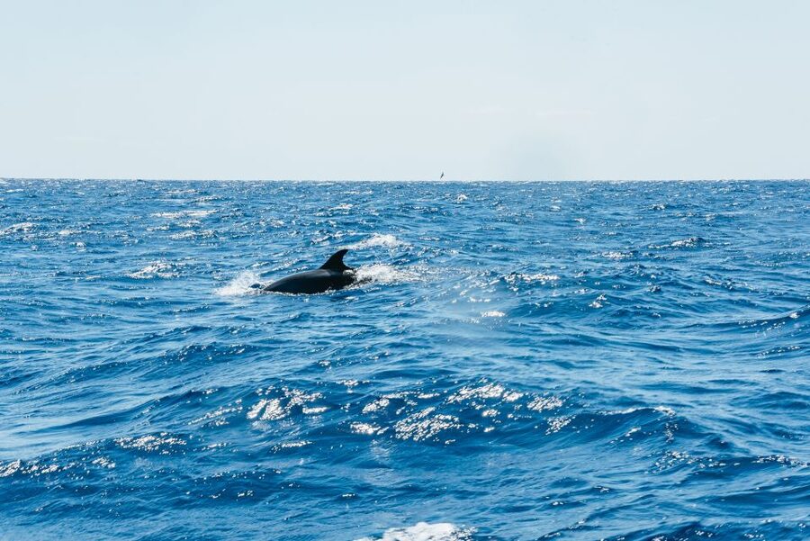 Funchal: Whale and Dolphin Watching Speed Boat Tour - Speed, comfort, and staying photo-ready