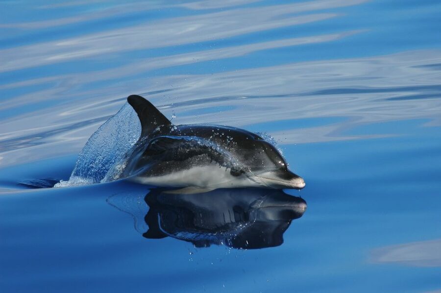 Funchal: Whale and Dolphin Watching Speed Boat Tour - From the Ventura Nature Emotions kiosk to your safety briefing