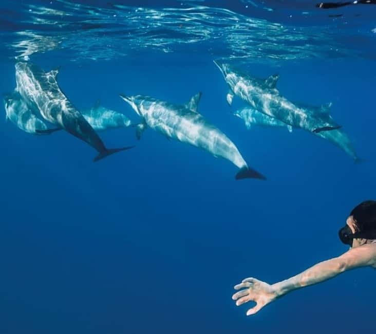 Funchal: Whale Watching and Swimming with Dolphins Cruise - Madeira’s Cetaceans, from the water line at Funchal