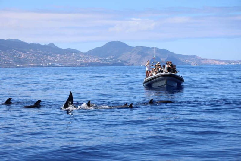 Funchal: Whale Watching and Swimming with Dolphins Cruise - Safety briefing, then whale and dolphin searching
