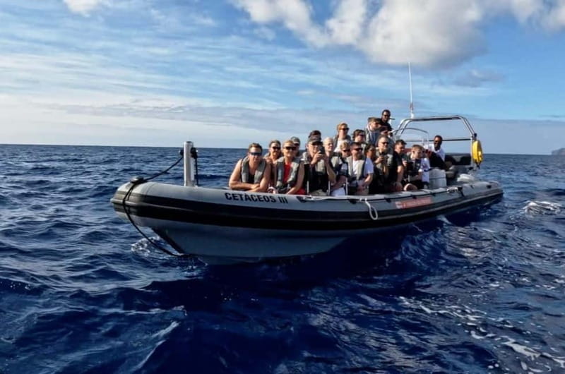 Funchal: Whale Watching and Swimming with Dolphins Cruise - Why the marine biologist talk changes the whole outing