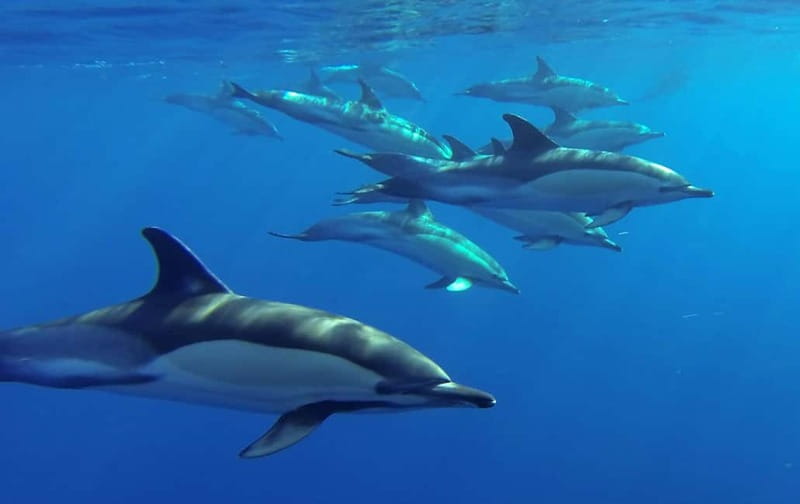 Funchal: Whale Watching and Swimming with Dolphins Cruise - Spotting whales: what you’re really paying for