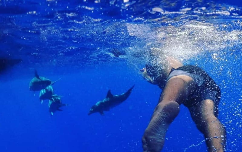 Funchal: Whale Watching and Swimming with Dolphins Cruise - The dolphins and turtles swimming chance, and its limits