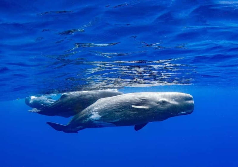 Funchal: Whale Watching and Swimming with Dolphins Cruise - The ride experience on the water: fun, but plan for motion