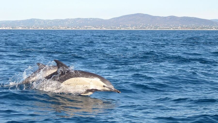 Fuzeta: Dolphin Observation Tour - Fuzeta Island start, and why “near the harbour” is good