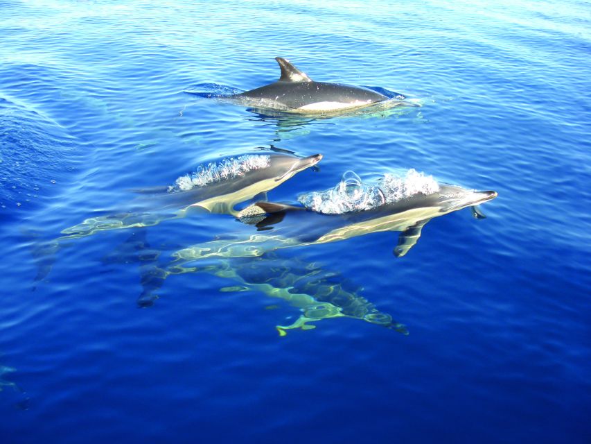 Fuzeta: Dolphin Observation Tour - What happens during the dolphin search (and how to spot better)