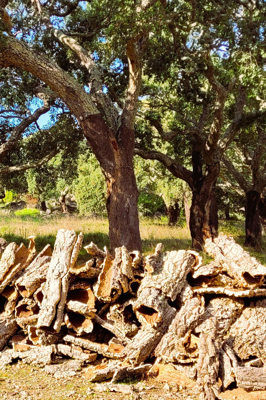 Half-Day Mountain Jeep Safari with firewater tasting - Monchique Stop: Walks, Photos, and Local Stories