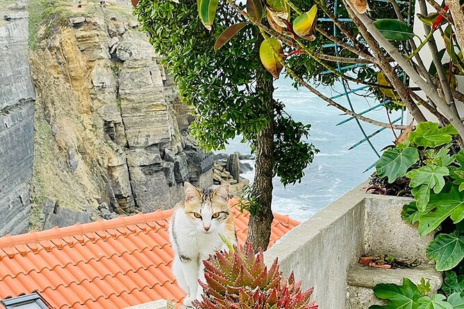 Half-Day Tour in Cascais / Sintra with Brunch and Wine Tasting - Adega Regional de Colares: guided tour plus tasting with light snacks