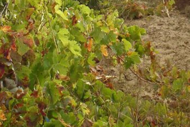 Half-Day Tour in Cascais / Sintra with Brunch and Wine Tasting - Moinho Dom Quixote brunch: windmill charm with a view