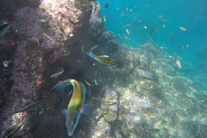 Kayak and Snorkeling Tour in Underwater Nature Reserve Garajau - The price check: does $59.26 make sense for two hours?