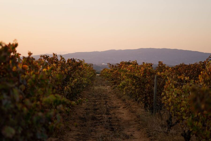 Lagoa: 2.5-Hour Vineyard Dinner with Winetasting - Getting to Morgado do Quintão and finding the blue gate