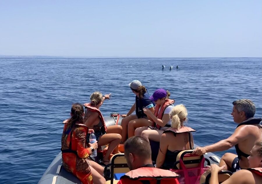 Lagoa: Dolphin Watching & Benagil Tour with Biologist Guide - Key highlights at a glance