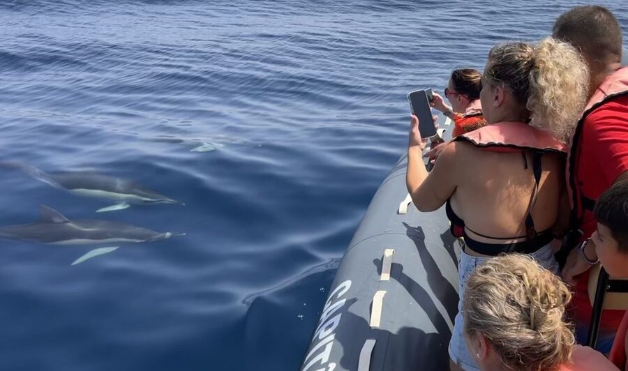 Lagoa: Dolphin Watching & Benagil Tour with Biologist Guide - Starting in Parchal, boarding at Capitão Nemo Algarve