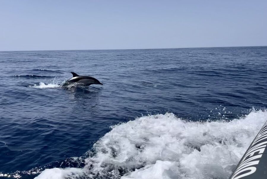 Lagoa: Dolphin Watching & Benagil Tour with Biologist Guide - Benagil Cave and the other caves along the cliffs