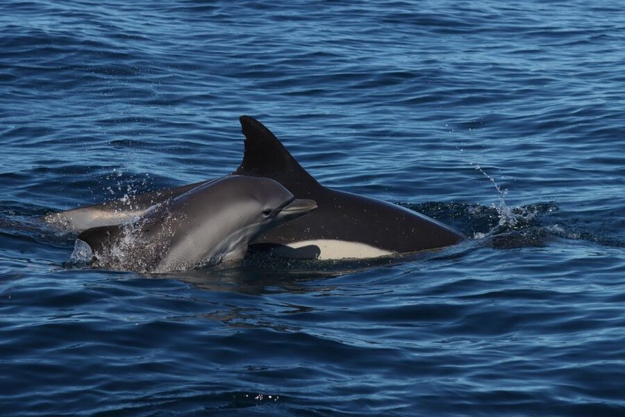 Lagoa: Dolphin Watching & Benagil Tour with Biologist Guide - Praia da Marinha and the coast views you miss from shore